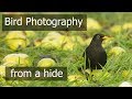 Bird Photography | Feeding Station Part 3 (in a Photo Blind/Hide)