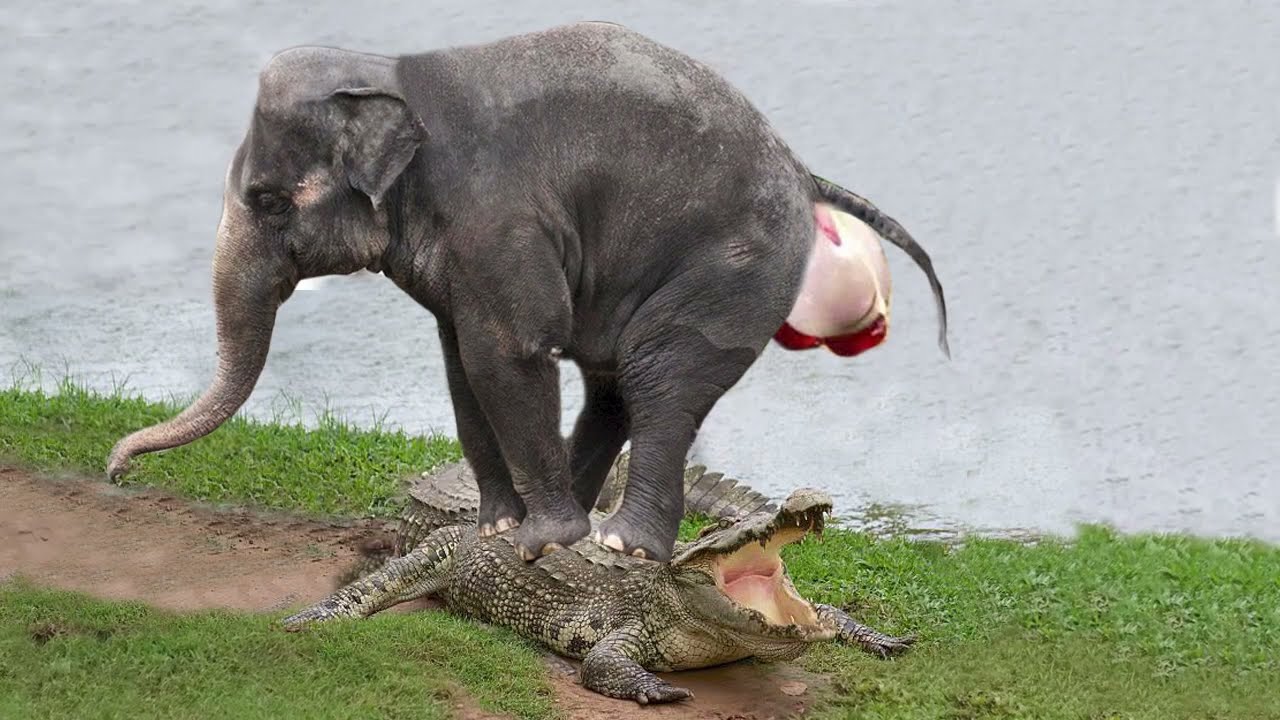 Crocodile Tries To Attack Elephant Giving Birth | Mother Elephant Take Down Crocodile To Save Baby