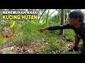 Akhirnya ketemu juga anak kucing hutan || ternyata habitatnya disini