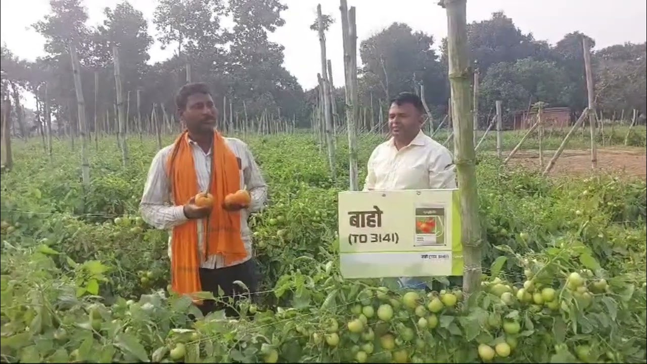 Syngenta new Tomato 🍅 Variety Baaho बंपर पैदावार देने वाली किस्म बाहों