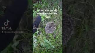 I saved a hedgehog