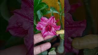 Beautiful Adenium Flower #gardening