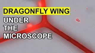 Dragonfly Wing under the Microscope