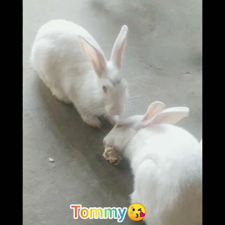 tomtommy😍#youtubeshorts #like #comment #subscribes @Amimisti1103