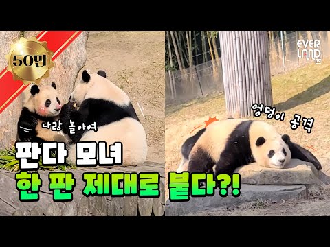 | 에버랜드 판다월드 #아이바오 #푸바오 (Panda AiBao, <strong>FuBao</strong>)