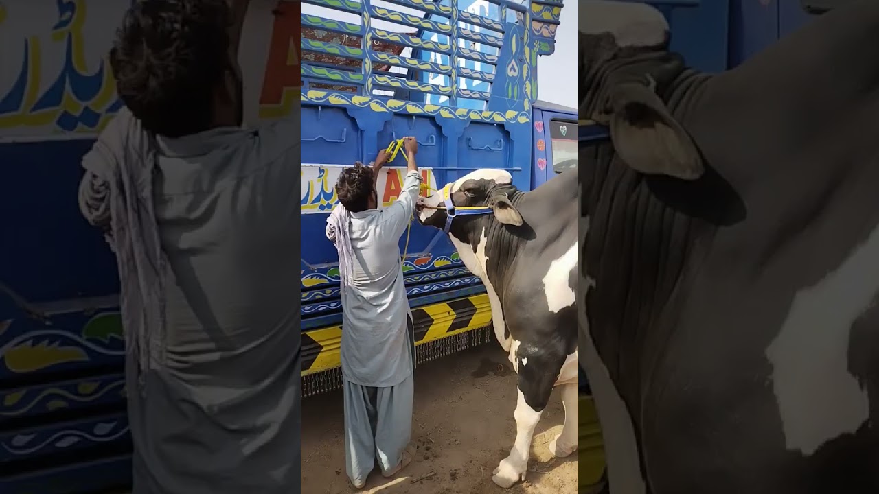 Heavy Bulls Vacha Multan Cattle Mandi