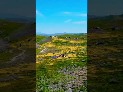 Blooming Beauty: explore the wild flowers of Carrizo plains national monument