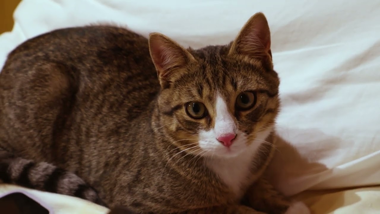 Hold On To My Fur Kitty Cats Music Video  Sheila And Figaro  Song By The Kiffness Video Edited By Ca