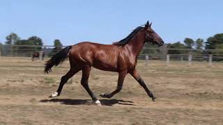 Vidéo LOT 260 PARCIMONY ATALANTE - Ventes de Trotteurs de Caen - 10 septembre 2026
