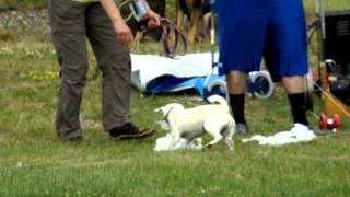 Ccg 2012 Lure Coursing