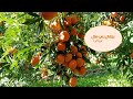 LES ORANGES DE BENI MELLAL أحلى برتقــــــــــال ، برتقــــــــــــــــــــــال بني ملال