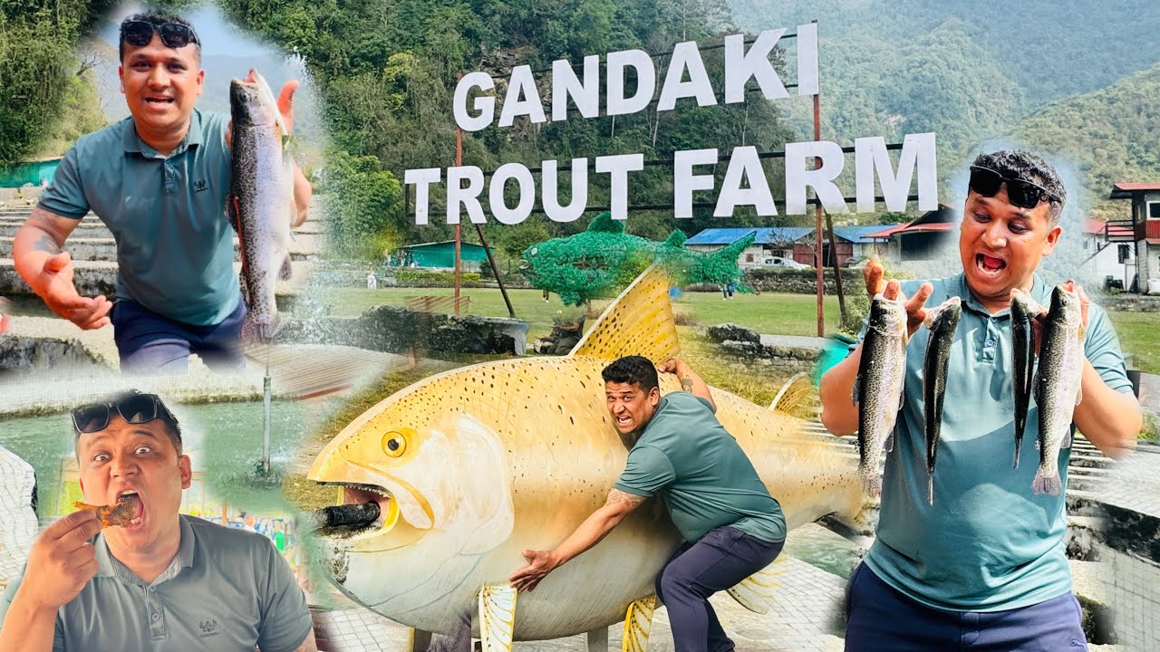 Gandaki Rainbow Trout Fish Farm  | Kaski Pokhara