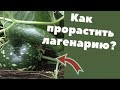 Как прорастить лагенарию? Проращивание + эксперимент!