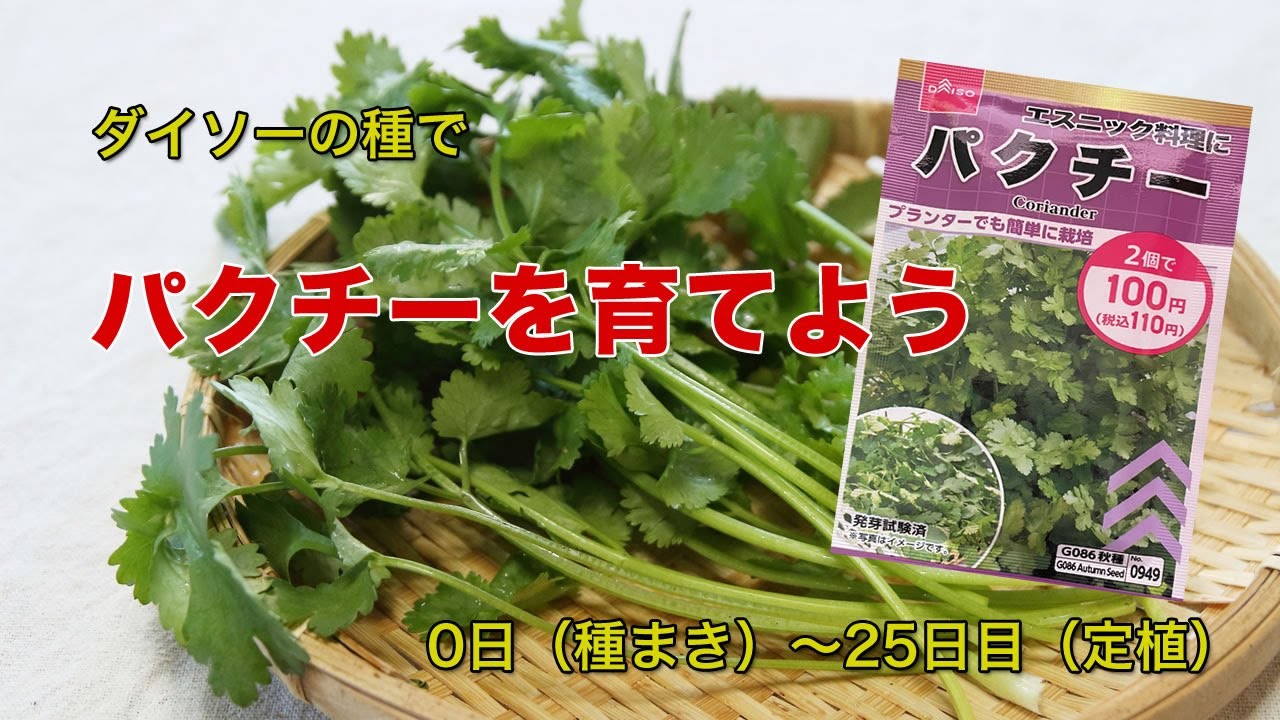 【水耕栽培】パクチーを育ててみよう（0～25日目）
