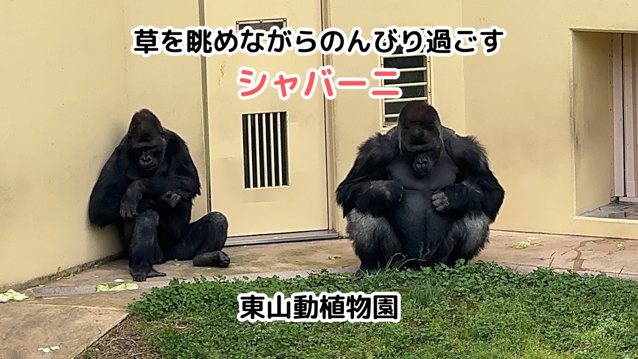 ニシローランドゴリラのシャバーニ、草を眺めてのんびり過ごす