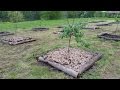 Planter des arbres fruitiers dans un sol argileux