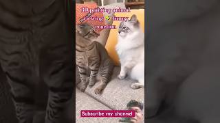 #cat #petcat #3danimation #panting #views_viral_video_subscribers_grow #funncat #petsandanimals