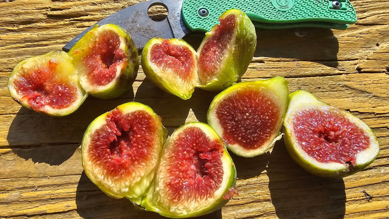 Bass' Favorite Fig (BFF) Tasting - YouTube