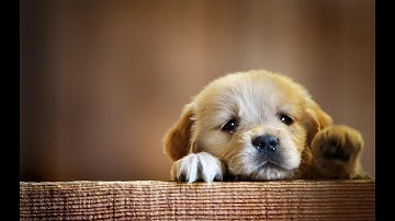 Tree Of Savior Cleric Class