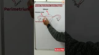 Female reproductive system diagram easy | uterus diagram #shorts #shortfeed