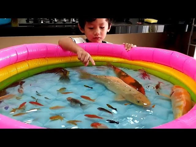 Campur Semua Ikan Hias Ke Kolam Renang Koi, Koki, Cupang, Komet, Kura kura, Lobster, Ikan Sapu sapu class=