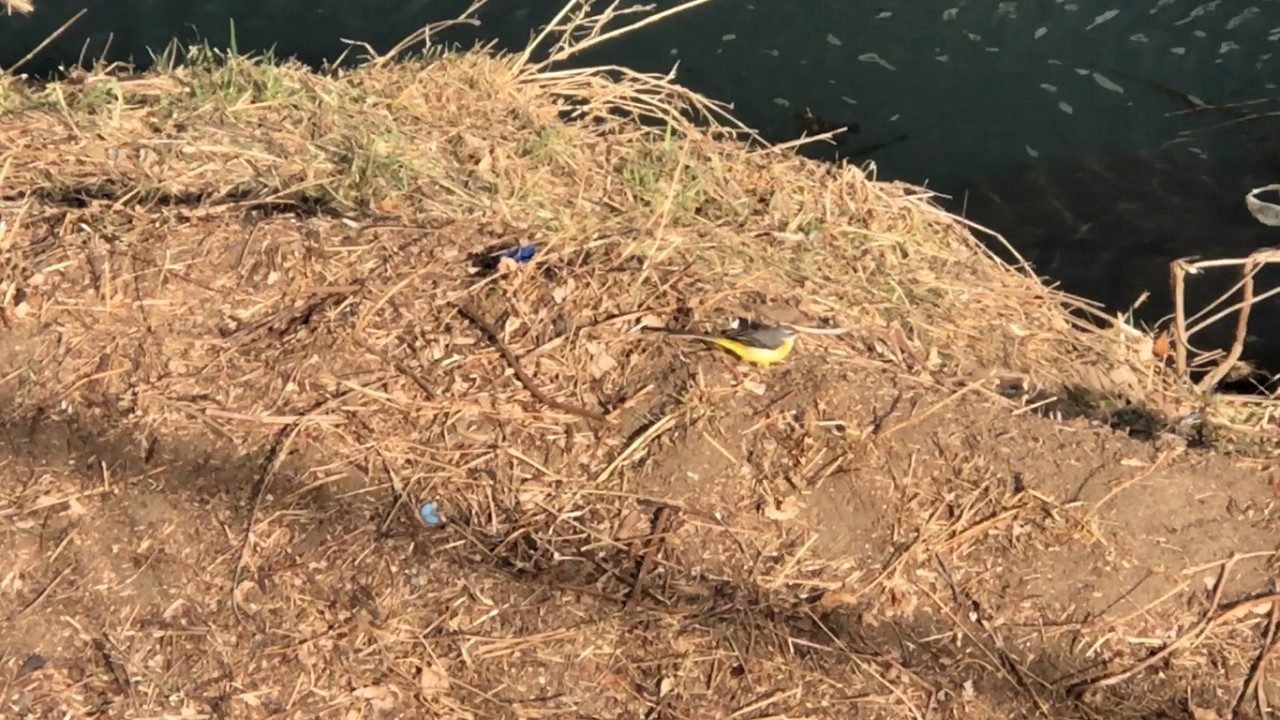 Japanese #Tit Grey #Wagtail 24th January 2026 at around 14:16 #シジュウカラ #キセキレイ