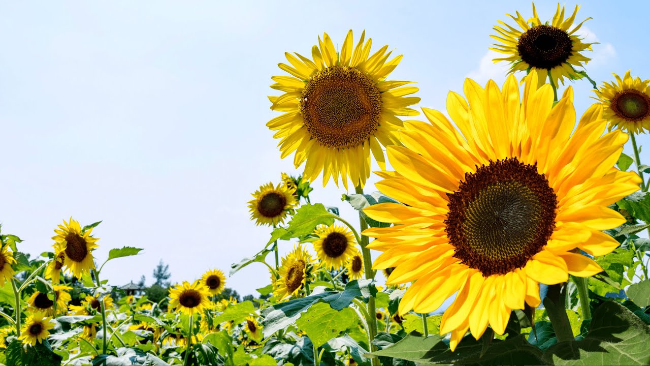 Как легко вырастить органические подсолнухи в саду