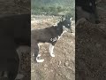 اهي اهيا اهي اهااا ويتهك