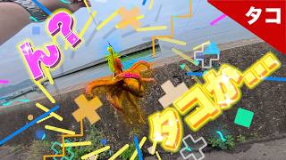 『タコ釣り』もう一回乗ってくる律儀なタコ　福山市
