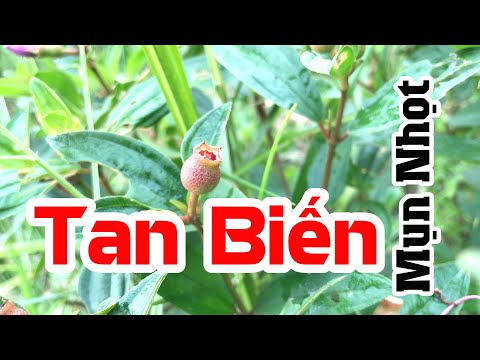 Bài thuốc trị mụn nhọt, mụn đinh râu, làm tan máu bầm bằng cây bờ sông