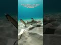 This Tiny Shark Suddenly Appeared #shark