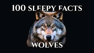 100 Mind-Blowing Facts About Wolves — The Truth About Their Pack Intelligence