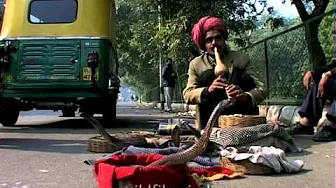 Snake charmer performance in Delhi Snake charmer performance in Delhi