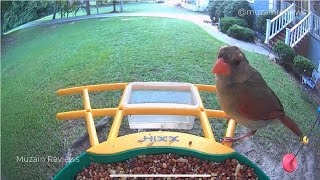Unboxing—HIXX Smart Bird Feeder with Camera Product Review in California