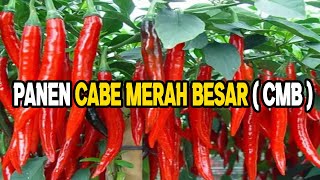 Cara Menanam Cabe Merah Yang Benar