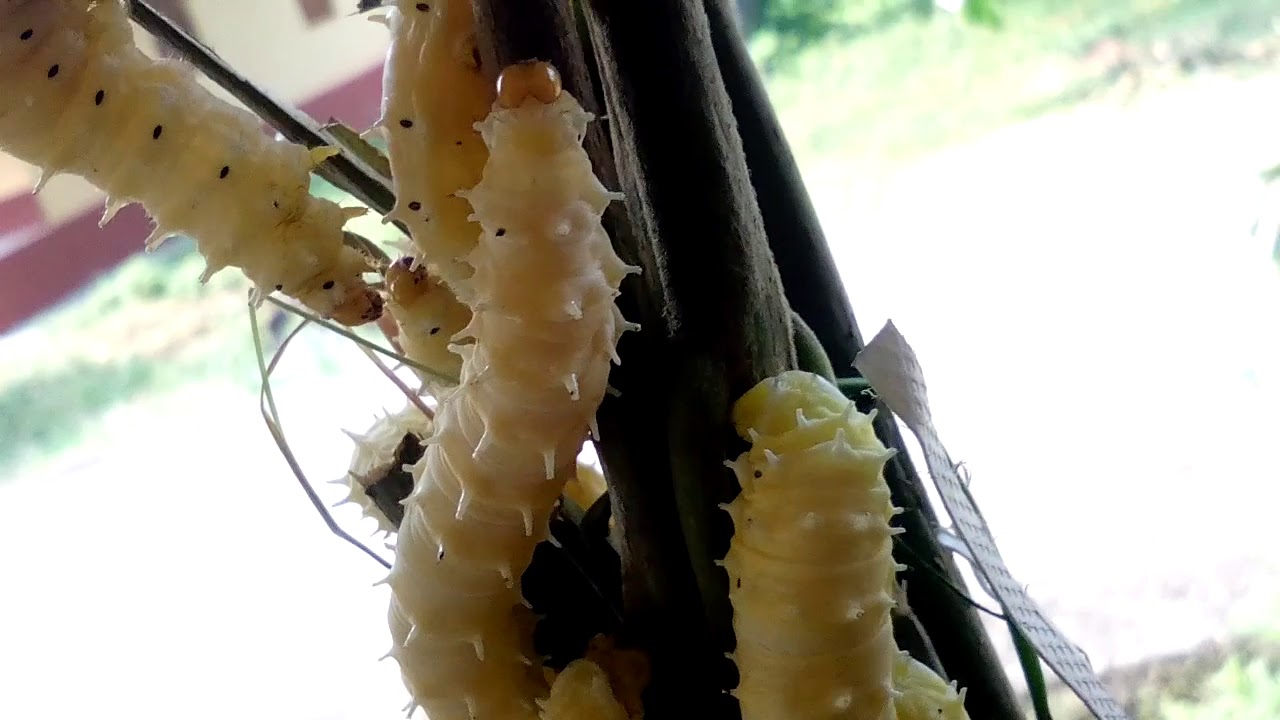 Larva(eri silk worm) - YouTube