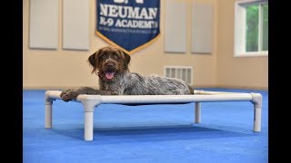 Sally (Wirehaired Griffon) Puppy Camp Dog Training Video Demonstration