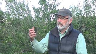 Olive Tree Pest Management