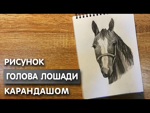 Как нарисовать голову лошади карандашом | Рисунок для начинающих поэтапно