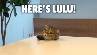 There’s a LuLu Hole in My Kitchen! | Kittisaurus