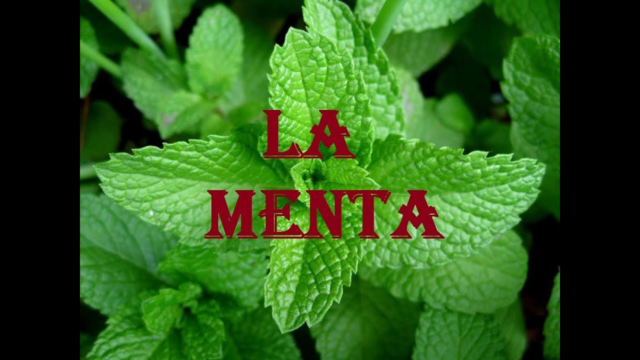 La menta sube o baja la presion arterial