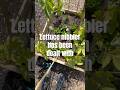 Katie vs birds part ll #allotment #gardening #garden #allotmentlife #lettuce #uk