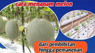 cara menanam melon