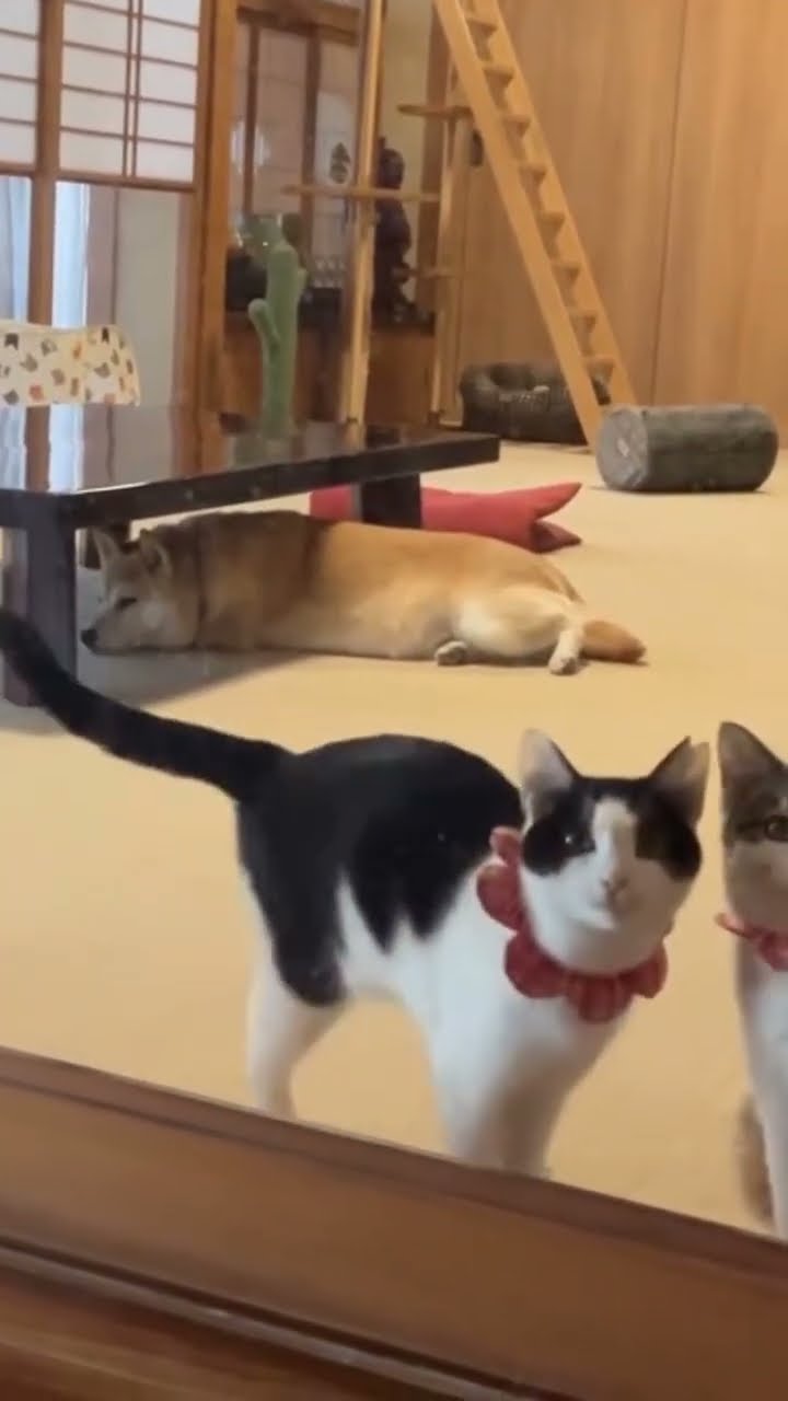 TOP VIDÉO TRÈS DRÔLE