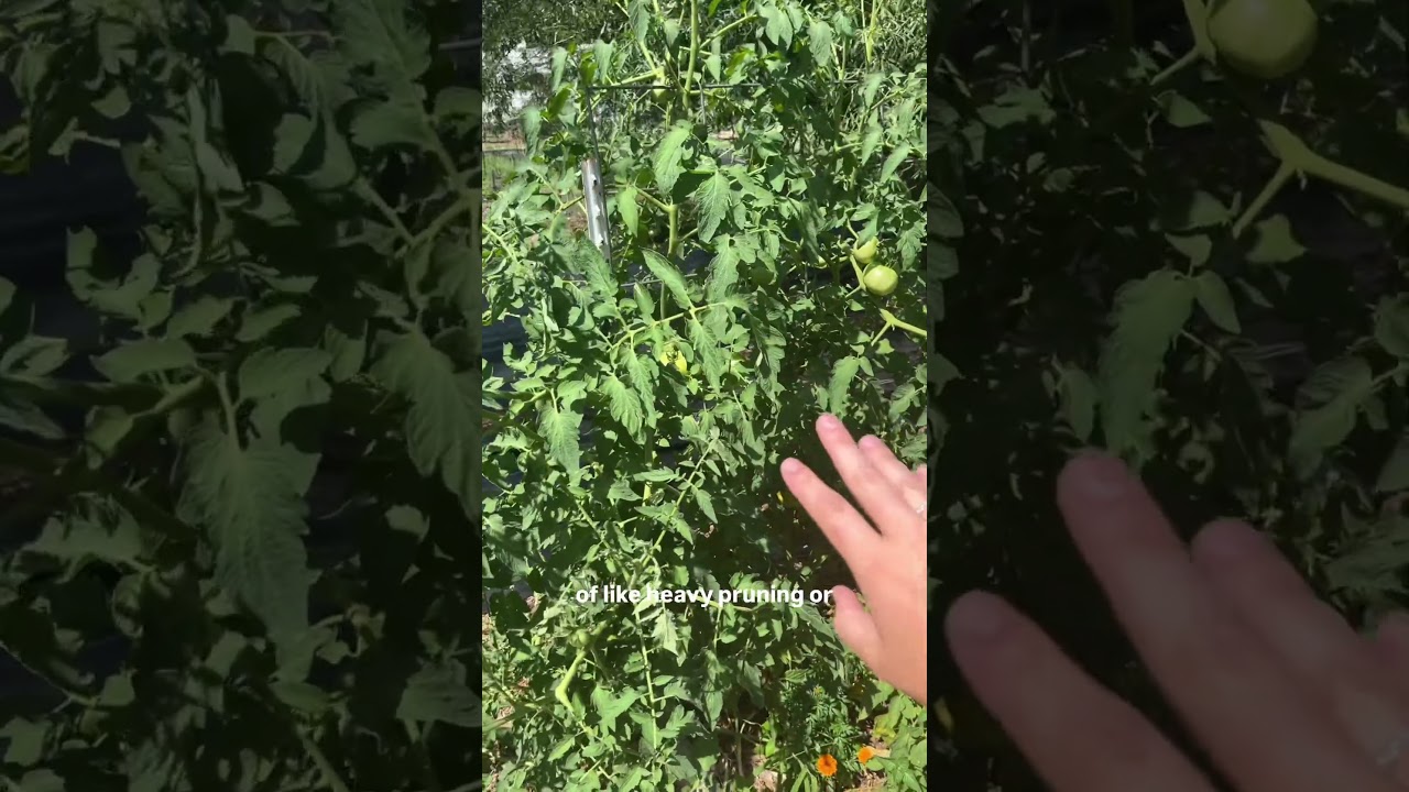 Uploads from From Seed to Spoon Garden Planning App