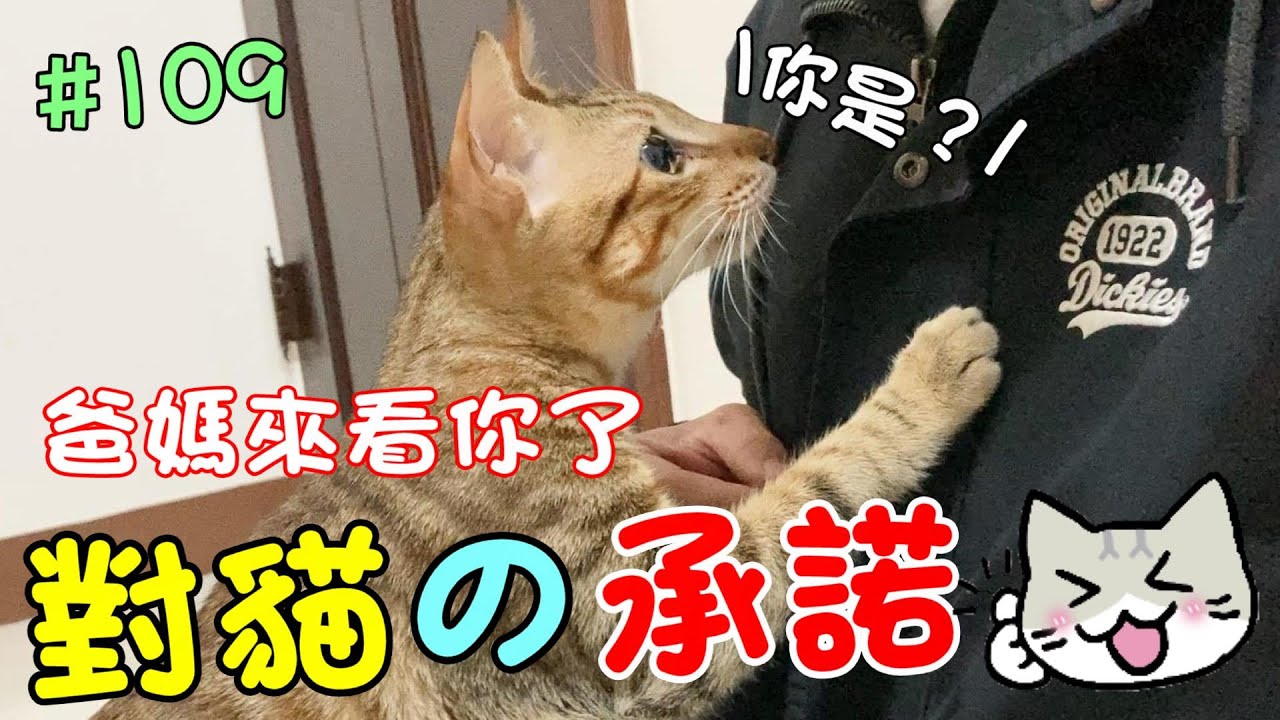 『對貓的承諾』爸媽來看你了 Cat Story #109
