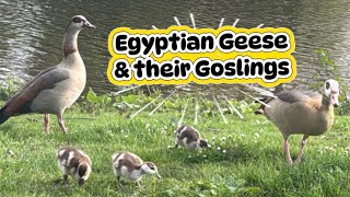 You Needed This Today 🐥 Mini Fluffy Goslings & Geese Family Wholesome & Relaxining  ASMR sounds