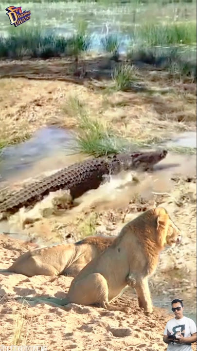 CROCODILE ESCAPES INTO THE SWAMP! THE LION FEARLESSLY CHASES IT 😱🦁🐊