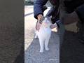 なでなで✨笑顔にゃん。Pats and happy smiles.