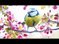 2 HOURS CALM SPRING MOOD PIANO MUSIC WITH BIRDS CHIRPING FOR RELAXATION, MEDITATION OR STUDY